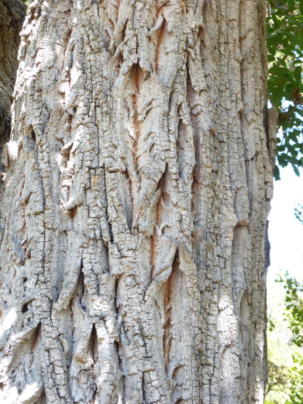 Imagem de Pterocarya stenoptera C. DC.