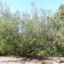 Image of Hardee peppertree