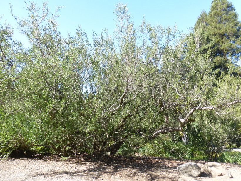 Image of Hardee peppertree