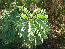 Слика од Senna candolleana (Vogel) H. S. Irwin & Barneby