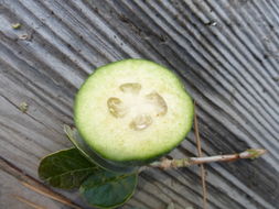 Image of Pineapple guava, feijoa
