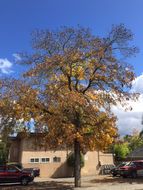 Image de arbre à noix piquées