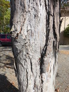 Image of shagbark hickory