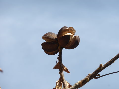 Image of shagbark hickory