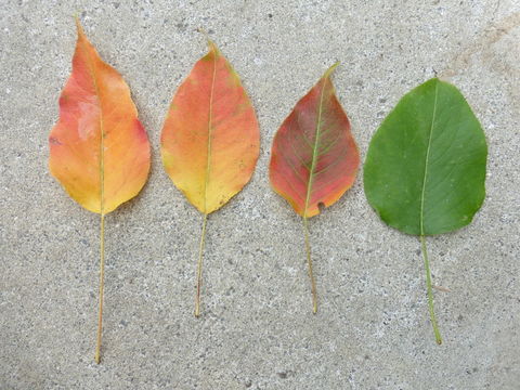 Plancia ëd Pyrus communis L.