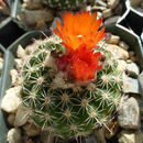 Image of <i>Parodia mairanana</i>