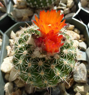 Image of <i>Parodia mairanana</i>