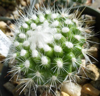 Image of Parodia nivosa (Fric) Backeb.