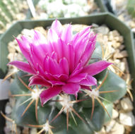 Image of Thelocactus hexaedrophorus (Lem.) Britton & Rose