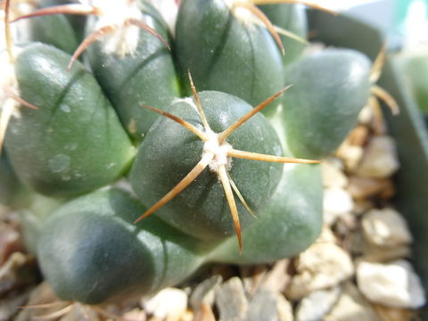 Image of Thelocactus hexaedrophorus (Lem.) Britton & Rose