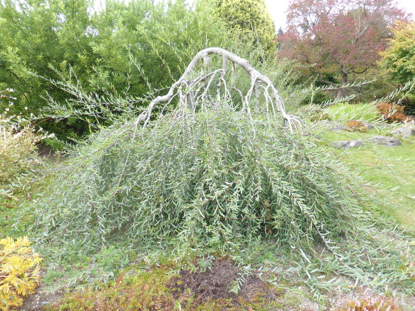 Image of purple willow