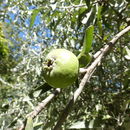 Plancia ëd Pyrus salicifolia Pall.