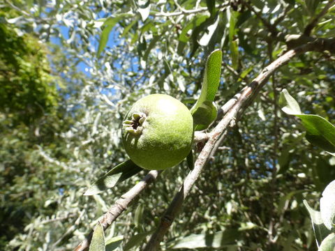 Plancia ëd Pyrus salicifolia Pall.