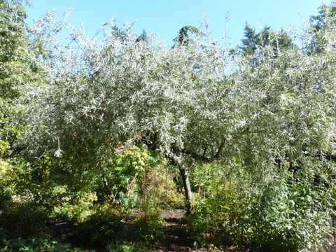 Image of Pyrus salicifolia Pall.