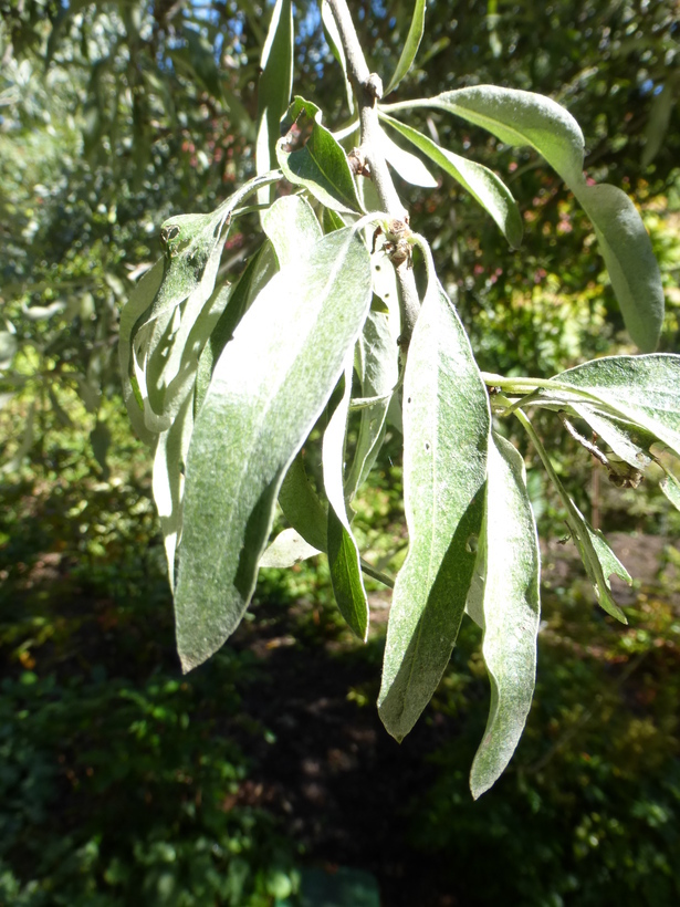 Plancia ëd Pyrus salicifolia Pall.