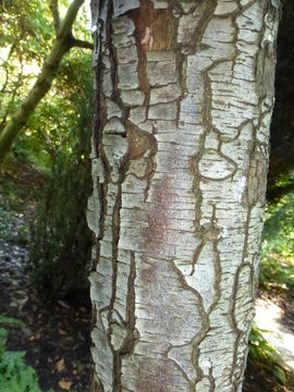 Plancia ëd Pyrus salicifolia Pall.