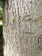 Image of American Basswood