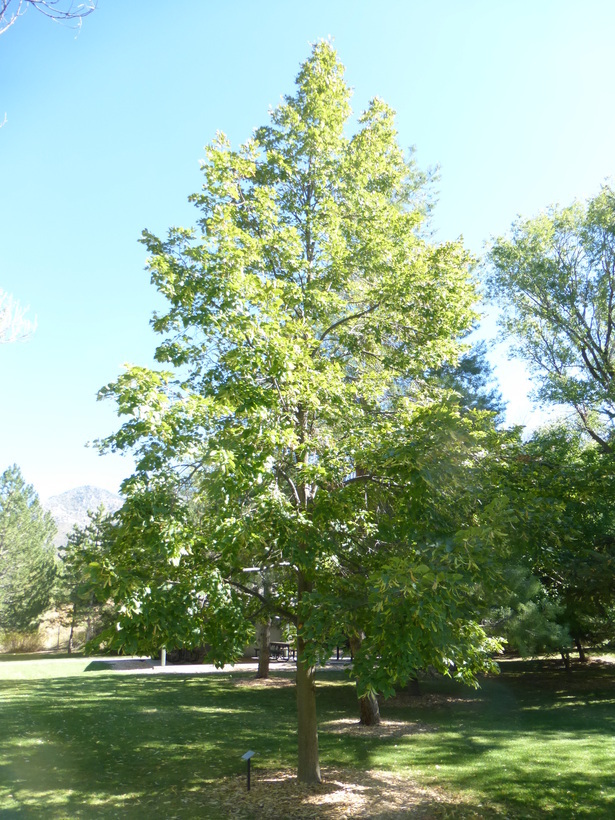 Image of American Basswood