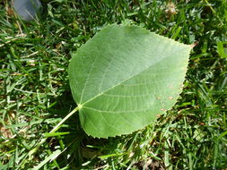 Image of American Basswood