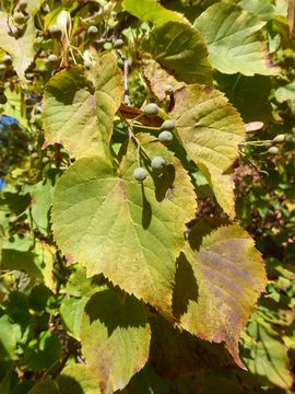 Image of Amur Lime