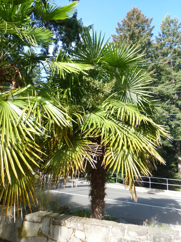 Image of Chinese windmill palm