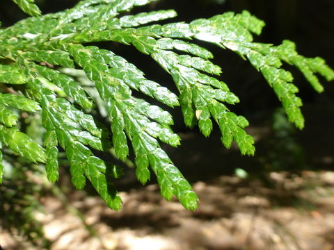 Image of Canoe Cedar