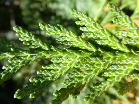 Image of Canoe Cedar