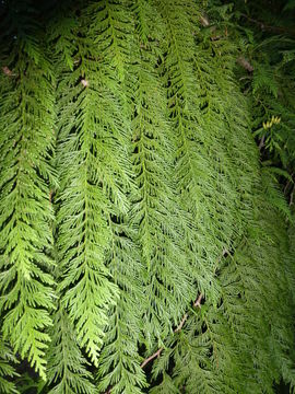 Image of Canoe Cedar