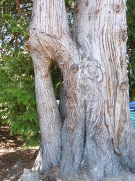 Image of Canoe Cedar