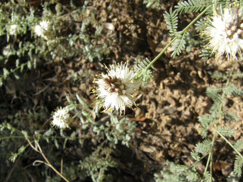 Image of whiteflower prairie clover