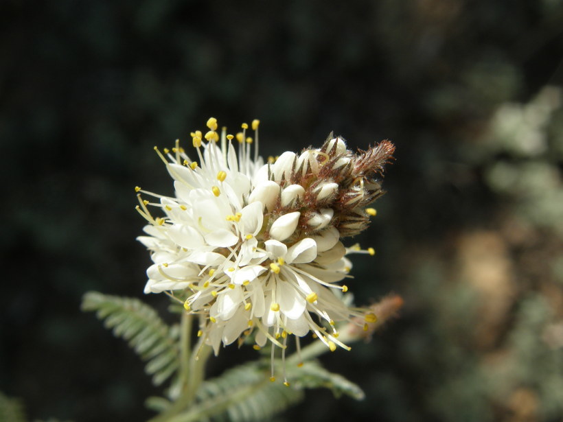 Image of whiteflower prairie clover