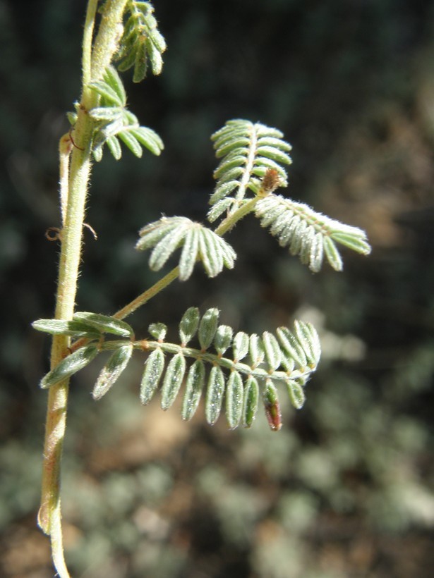 Image of whiteflower prairie clover