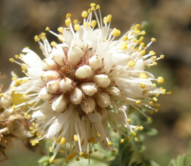 Image of whiteflower prairie clover