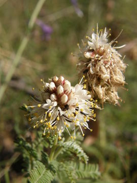 Image of whiteflower prairie clover