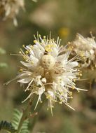 Image of whiteflower prairie clover