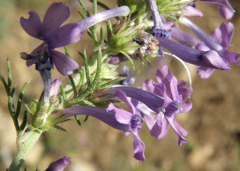 Image of Macomb's ipomopsis