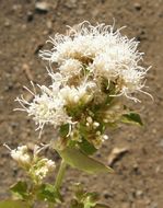 Image of fragrant snakeroot