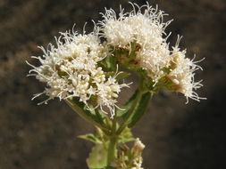 Image of fragrant snakeroot