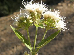 Image of fragrant snakeroot