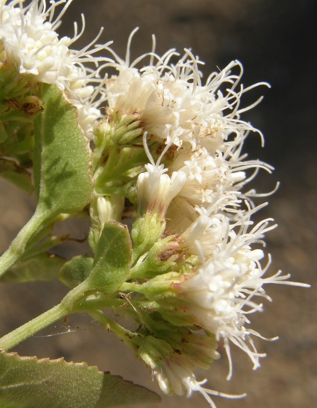 Image of fragrant snakeroot