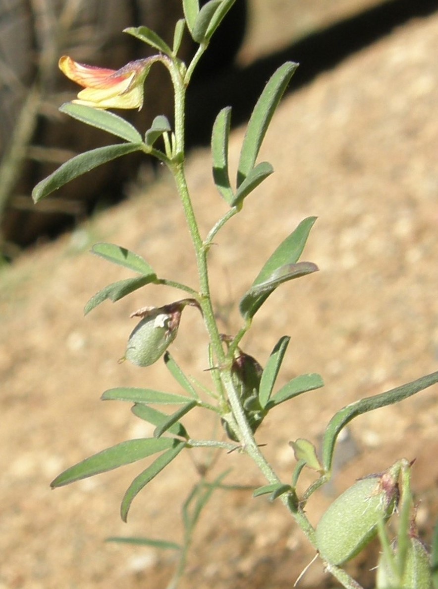 Image of low rattlebox