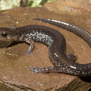 Image of Shenandoah Mountain Salamander