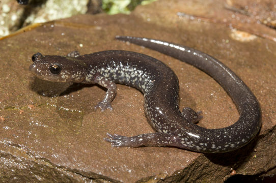 Image of Shenandoah Mountain Salamander