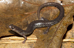 Слика од Plethodon virginia Highton 1999