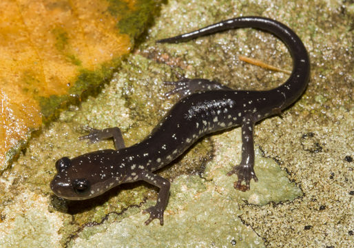 Image of Plethodon punctatus Highton 1972