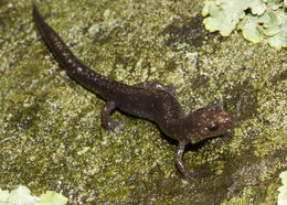 Image of Shenandoah Salamander