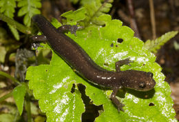 Image of Shenandoah Salamander