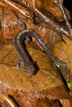 Sivun Plethodon shenandoah Highton & Worthington 1967 kuva