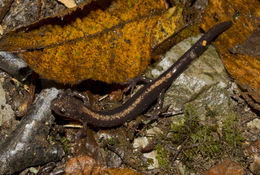 Image of Shenandoah Salamander