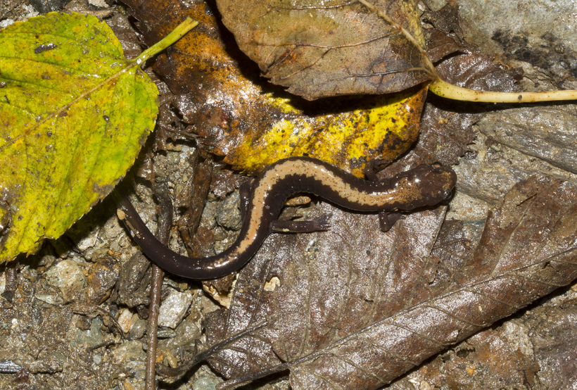 Image of Shenandoah Salamander